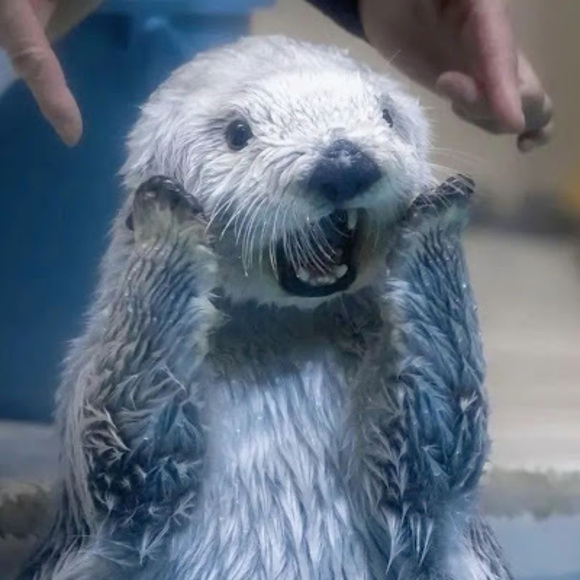 Meet your Posher, Min - Picture 1 of 1